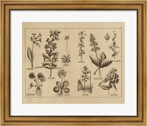 Framed Botanical Floral Chart I Vintage Print