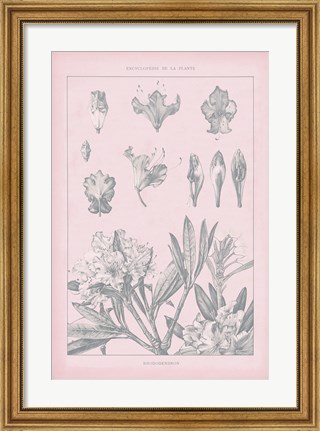 Framed Rose Quartz Rhododendron Print