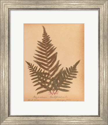 Framed Botanical Fern XI Print