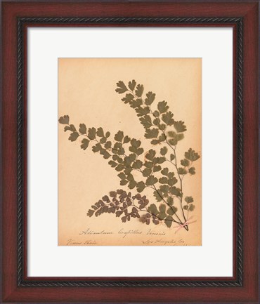 Framed Botanical Fern III Print