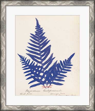 Framed Botanical Fern XI Blue Print