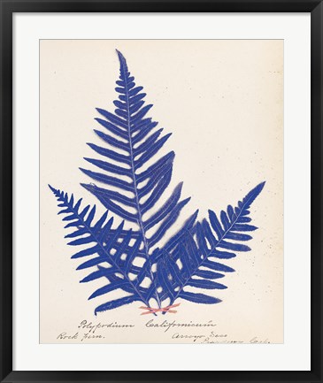 Framed Botanical Fern XI Blue Print