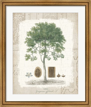 Framed Garden Trees I - Tropical Gayc Tree Print