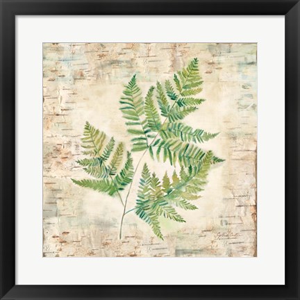 Framed Birch Bark Ferns I Print