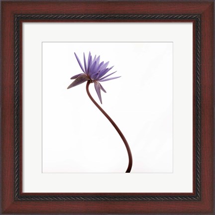 Framed Water Lily Print