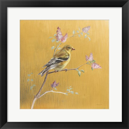 Framed Female Goldfinch on Gold Print