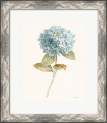 Framed Garden Hydrangea Print