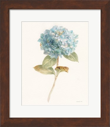 Framed Garden Hydrangea Print