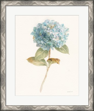 Framed Garden Hydrangea Print