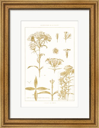 Framed Golden Phlox on White Print