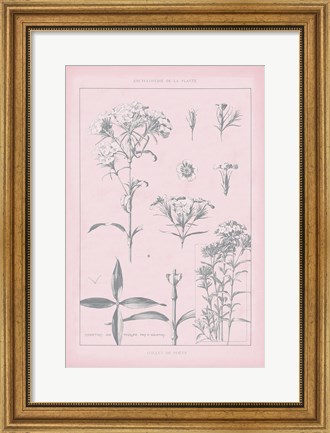 Framed Rose Quartz Phlox Print