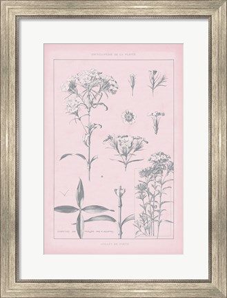 Framed Rose Quartz Phlox Print