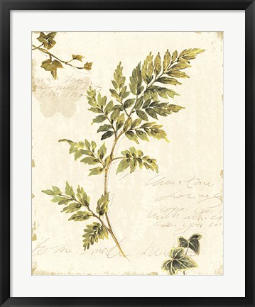 Framed Ivies and Ferns III no Dragonfly Print