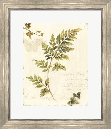 Framed Ivies and Ferns III no Dragonfly Print