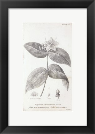 Framed Conversations on Botany VIII Print