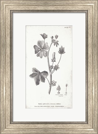 Framed Conversations on Botany VII Print