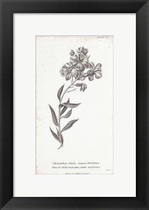 Framed Conversations on Botany VI Print