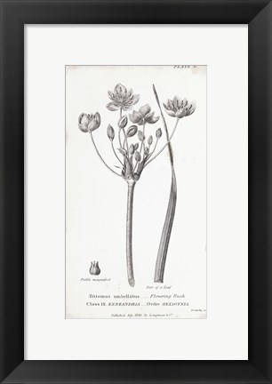 Framed Conversations on Botany II Print