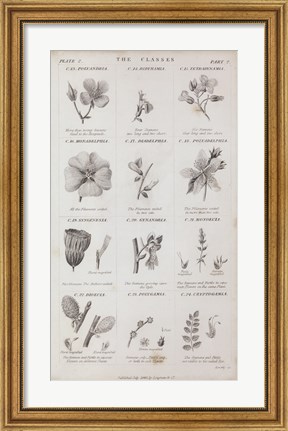 Framed Conversations on Botany X Print