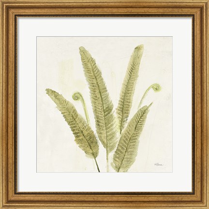 Framed Forest Ferns II v2 Print