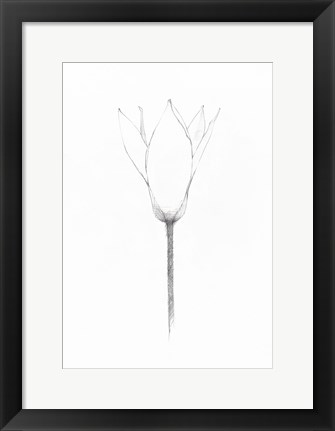 Framed Pencil Floral X Print