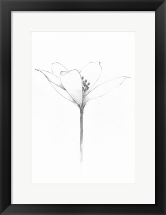 Framed Pencil Floral XI Print