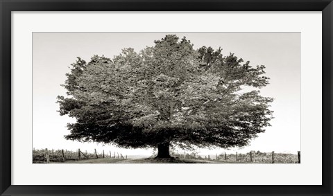 Framed Un Secolo di Tramonti (BW) Print