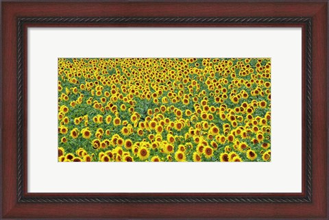 Framed Sunflower field, France Print