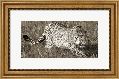Framed Leopard Hunting Print