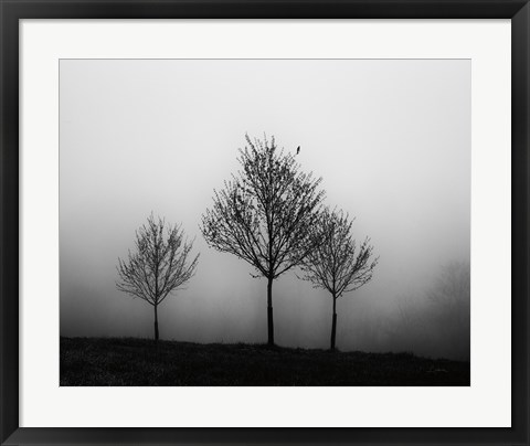 Framed In the Fog Crop Print