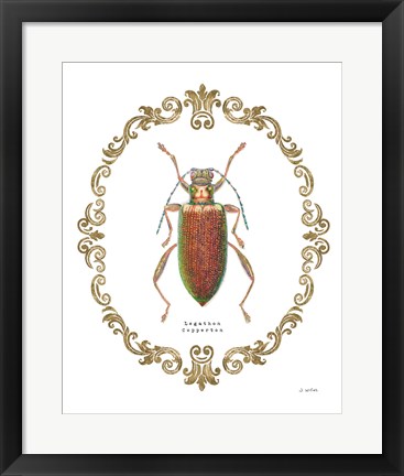 Framed Adorning Coleoptera VI Print
