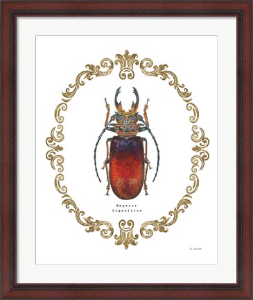 Framed Adorning Coleoptera I Print