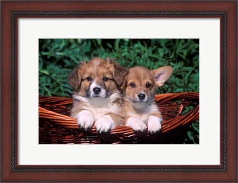 Framed Two Welsh Corgi Puppies In Basket Print