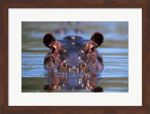 Framed Hippopotamus Amphibius Peering Out From Water Print