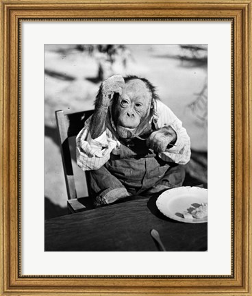 Framed 1930s Very Old Chimpanzee Print