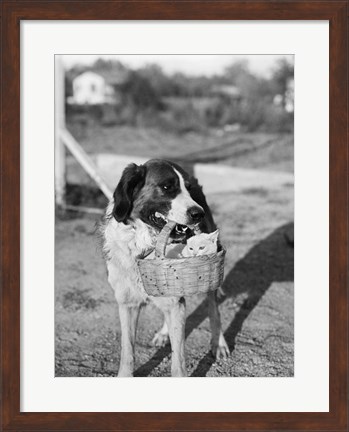 Framed 1930s Dog Holding Cat Print