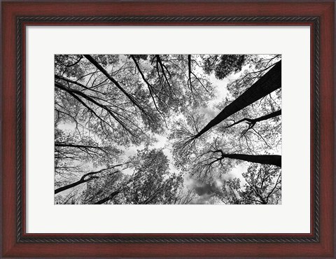 Framed Looking Up I BW Print