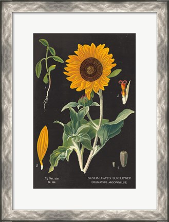 Framed Sunflower Chart Print