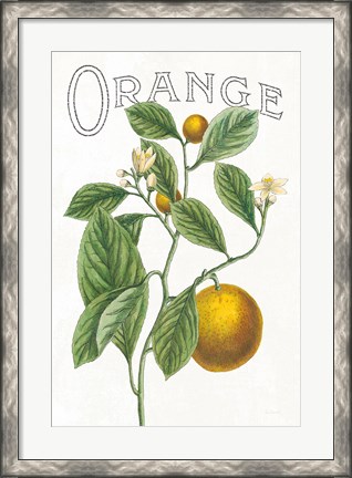 Framed Classic Citrus VI v2 Print