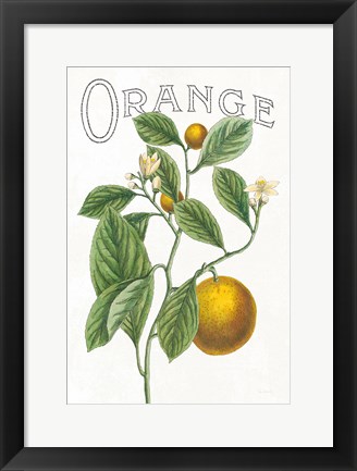 Framed Classic Citrus VI v2 Print