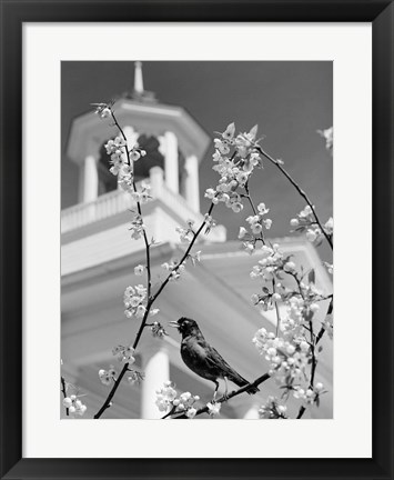Framed 1950s Robin Perched On Blossoming Print