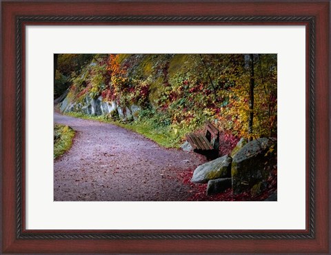 Framed Black Forest Path Print