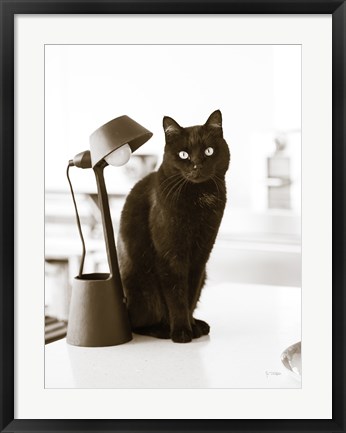Framed Lights Cat Action Print
