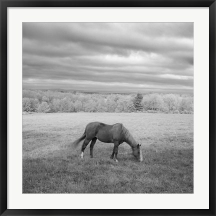 Framed Lone Horse Print