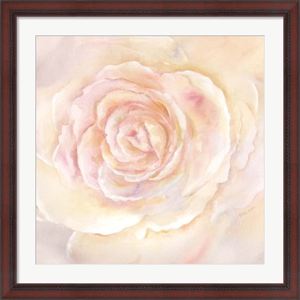 Framed Blush Rose Closeup II Print