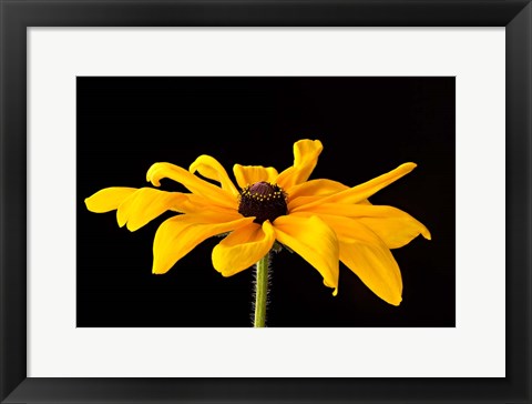 Framed Black Eyed Susan III Print