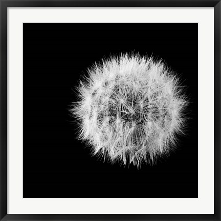 Framed Wish Flower I Print