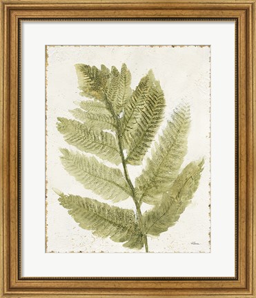 Framed Forest Ferns I Antique Print