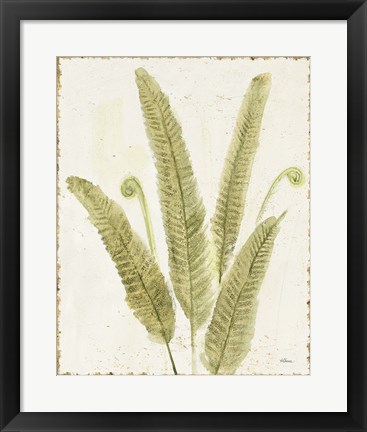 Framed Forest Ferns II v2 Antique Print