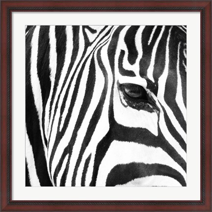 Framed Zebra Up Close Print